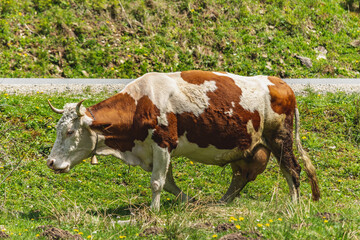 Hereford cattle walking on farmland on a sunny day. Livestock with udder and a collar with bell in rural area