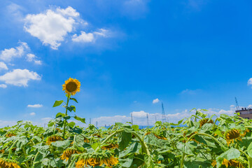 青空とヒマワリ
