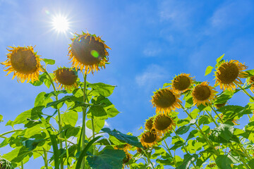 太陽と青空とヒマワリ