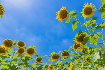青空とヒマワリたち