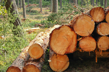 Cut tree trunks of various diameters lying stacked in a forest on green grass
