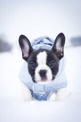 French buldog is running in the snow. He is so fluffy dog.