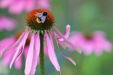 Abeja recoje nectar de una flor.