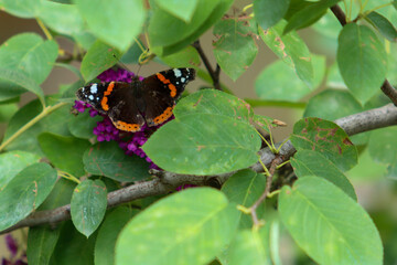 butterfly on leaf