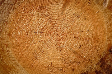 Naklejka premium Cross section of tree trunk log circular texture