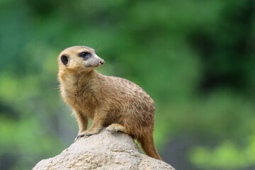 Meerkat observes