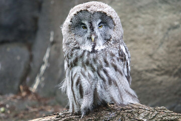 Buho gris (strix nebulosa)