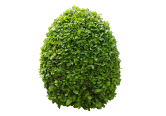 bush isolated transparency background.