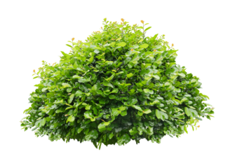 bush isolated transparency background.