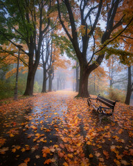 Foggy, autumn alley of George Washington in Krakow. Mglista, jesienna aleja Jerzego Waszyngtona w Krakowie z pięknym światłem i żółtymi liśćmi.