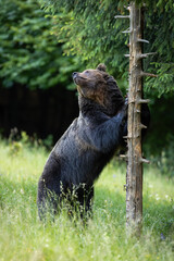 Fototapete bei efototapeten.de bestellen   