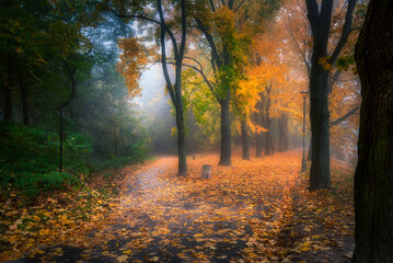 Foggy, autumn alley of George Washington in Krakow. Mglista, jesienna aleja Jerzego Waszyngtona w Krakowie z pięknym światłem i żółtymi liśćmi.