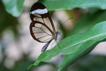 Mariposa Greta Oto de alas transparentes posada sobre una hoja.