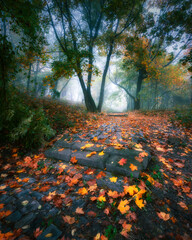 Foggy, autumn alley of George Washington in Krakow. Mglista, jesienna aleja Jerzego Waszyngtona w...