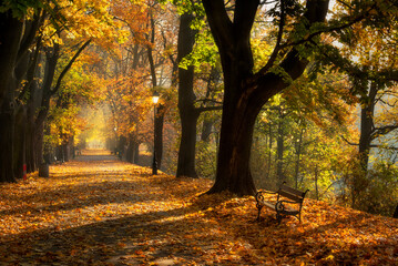 Autumn and sunny alley of George Washington in Krakow. Mglista, jesienna aleja Jerzego Waszyngtona w Krakowie z pięknym światłem i żółtymi liśćmi.
