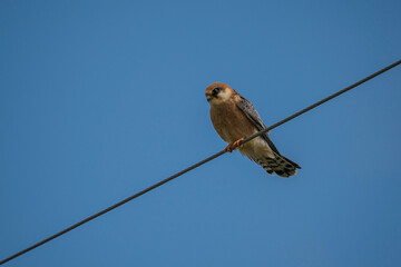 Eurasian Hobby (Falco subbuteo) perched on electrical wire, bottom view.