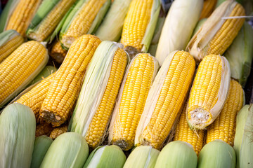 Corn cob with part of the husk removed,fresh corns