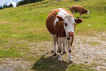 Kuhtoilette- Kuh im vordergrund hat gerade eine Kuhfladen fallen lassen und schaut genervt während...