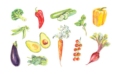 Watercolor vegetable set. Broccoli, beetroot, bell yellow pepper, chilli, cucumber, eggplant, avocado, carrot, spinach, peas, basil, tomatoes. Illustration for menu design, recipes, prints, cookbook.