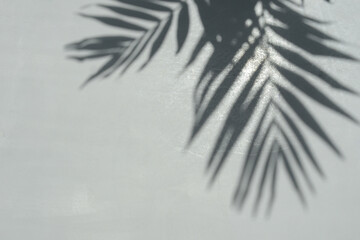 Tropical palm leaves shadow on white or light gray background. Shadows of palm tree leaves on a grey wall