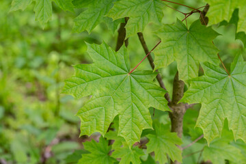 Green maple leaves background close-up, selective focus
