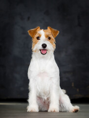 dog sitting in jack russell breed studio