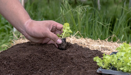 Close up gardener hand holding baby green lettuce planting on soil, Agriculture business