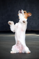 dog stands on its hind legs in the jack russell breed studio
