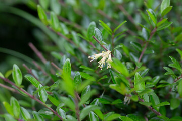 close-up of small white honeysuckle flowers in May, Box-leaved honeysuckle branch - Latin name - Lonicera ligustrina var. pileata Lonicera pileata