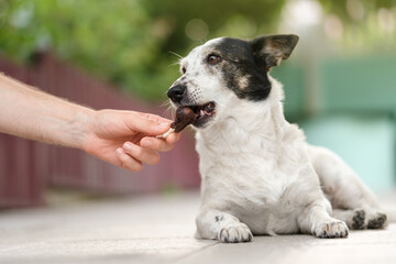 Adorable black and white mongrel dog is given snack treat in a shape of chicken drumstick by her...