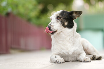 Cute black and white cross-breed dog lying, loking to the side, licking her nose. Close up, copy space on the left, place for advertising.