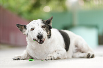 Cute black and white dog lying, chewing green dog treat, smiling, enjoying her food.