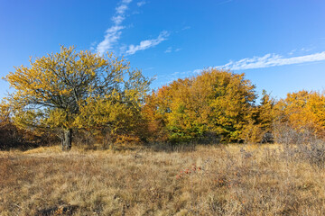 Fototapeta premium Autumn landscape of Cherna Gora mountain, Bulgaria