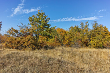 Fototapeta premium Autumn landscape of Cherna Gora mountain, Bulgaria