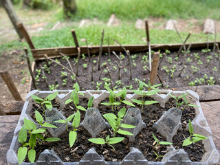 Pepper seedlings background. Planted on recycled egg plastic tray. Stock photo.