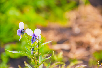Flowering violets in summer garden. Purple Viola petals on green stem with leaves. It is used in medicine as diuretic, antiallergic agent. - 525596557