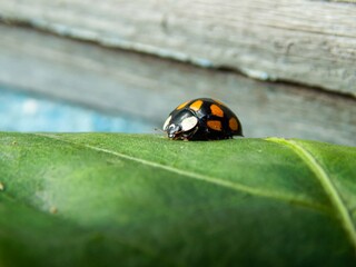 Ladybug on a green leaf on the background of an old board