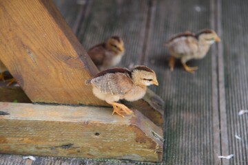 petit poussins