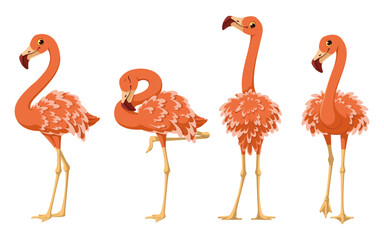 Tropical birds. Set of greater flamingos vector cartoon illustration