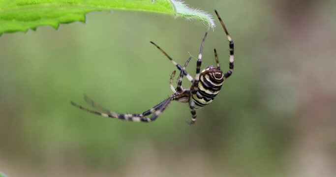 Argiope bruennichi (wasp spider) on web, invasive species of orb-web spider distributed throughout central Europe, Czech Republic wildlife