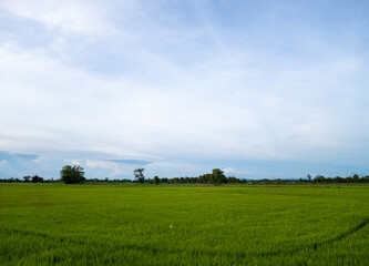 Fototapeta na wymiar The fresh paddy field in the organic farm of the local farmer.