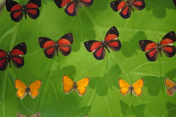 Colorful butterflies in flower background.
