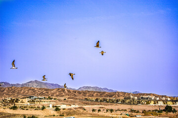 Desert birds