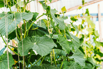 Growing cucumbers in greenhouse. Plant stems, green leaves curl up along ropes upwards. Spring gardening, harvest for healthy diet