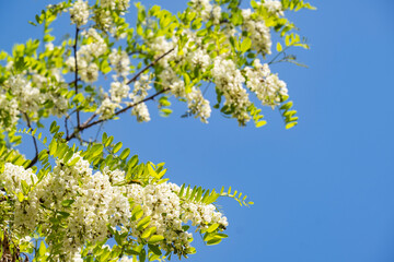 A branch of flowering acacia against the blue sky. Beautiful white acacia. White acacia flowers are a strong honey plant.