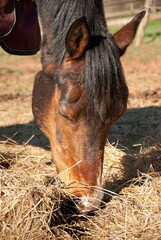 Vertical portrait of a brown horse (Equus ferus caballus) grazing in the pasture