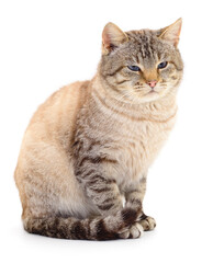 Obraz premium Dark gray cat.