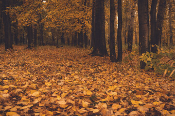 Autumn weather in city park. Forest with yellow leaves in gloomy silence. Dark trunks and branches of trees after rain. Land under golden carpet of dry plants.