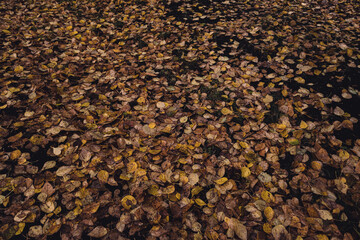 Yellow autumn leaves as background. Rainy gloomy weather. Sad mood in forest.