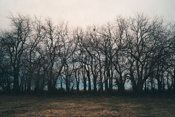 Beautiful line of deciduous trees on the dry field with a clouded sky in the background